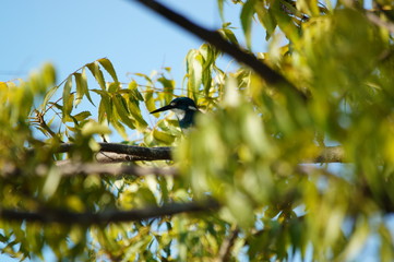 The cerulean kingfisher (Alcedo coerulescens) is a kingfisher in the subfamily Alcedininae which is found in parts of Indonesia. With an overall metallic blue impression.