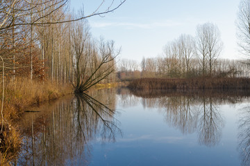 reflection of trees in lake