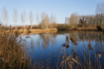 trees along border lake winter