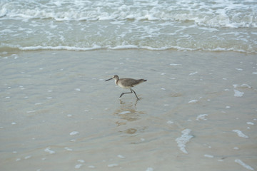 bird running on beach