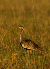 A white-bellied bustard walking in the grasslands of Masai Mara National Reserve during a wildlife safari