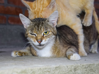 Mating domestic cats