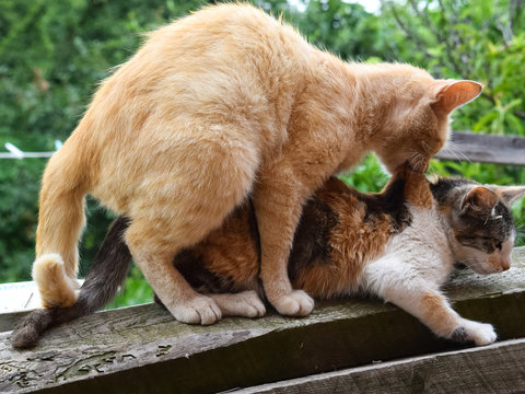 Mating domestic cats