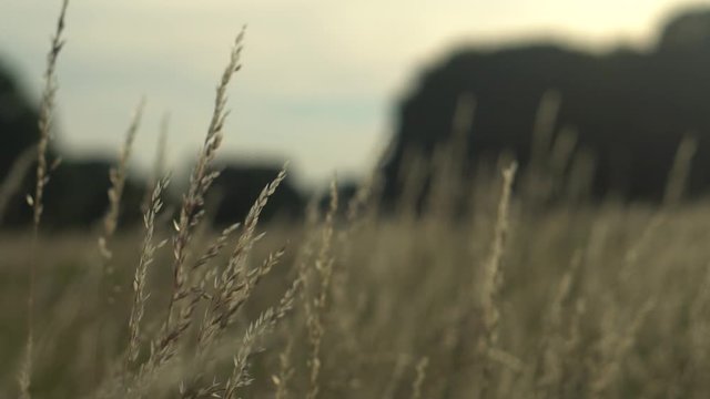 Slow motion zoom natural landscape with no filter color footage of beautiful walk in could windy prairie  meadow wheat grain grass field in warm sun with sunset in golden light for vacation concept