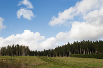 Obraz premium pine tree and clouds