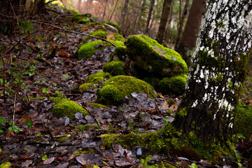 estonian nature green plants and lake water reflection 
