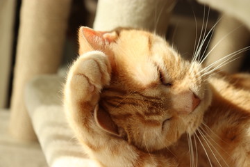 困ったなと頭を抱える猫アメリカンショートヘアー