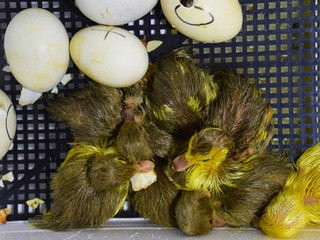 Musk duck ducklings hatched from eggs