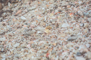 shell beach