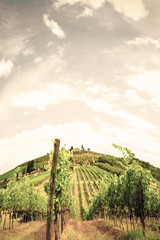Fototapeta premium Vineyard landscape of Italy.
