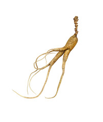 Wild ginseng. A close up of the most famous medicinal plant ginseng. Root. (Panax ginseng)....