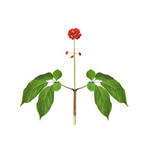 Wild ginseng with berries. A close up of the most famous medicinal plant ginseng with berries...