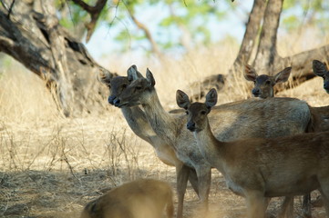 Java deer (Deer timorensis) is a type of deer that is endemic to the islands of Java, Bali and Timor (including Timor Leste) in Indonesia.