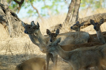The Javan rusa or Sunda sambar (Rusa timorensis) is a deer species that is endemic to the islands of Java, Bali and Timor (including Timor Leste) in Indonesia.