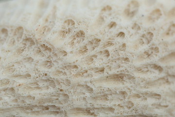coral pattern shell