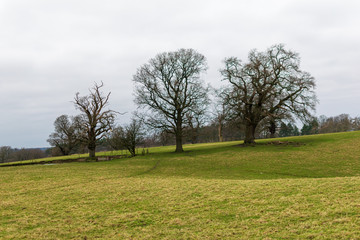 Obraz premium tree in Winter