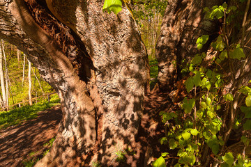 Beeindruckendes Struktur von alter Linde in einer parkartigen Landschaft in Oberbayern