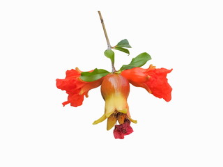 Close-up orange flower of Pomegranate fruit (Punica granatum) hang on branch with green leaves isolated on white background.