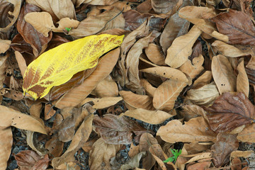Dry leaves fall to the ground, ready to decompose.