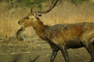 Java deer (Deer timorensis) is a type of deer that is endemic to the islands of Java, Bali and Timor (including Timor Leste) in Indonesia. © PUGUH