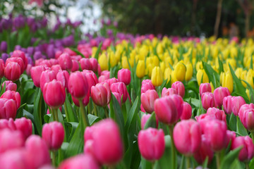 Fototapeta premium flower tulips flowering in tulips field.
