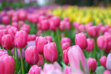 Fototapeta premium Pink flower tulips flowering on background yellow tulips in tulips field.