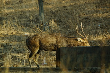 Java deer (Deer timorensis) is a type of deer that is endemic to the islands of Java, Bali and Timor (including Timor Leste) in Indonesia. © PUGUH