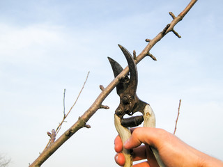 Pruning shears trees