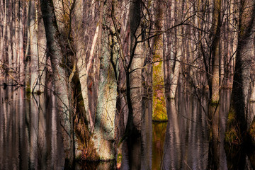 Bäume in einem Wald, deren Stämme in einer Bruchlandschaft im Wasser stehen