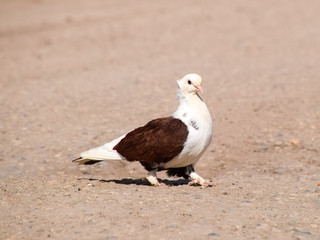 Purebred white-brown pigeon