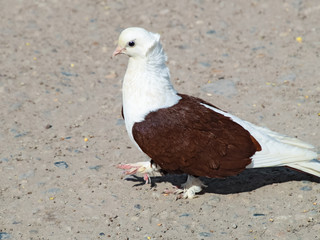 Purebred white-brown pigeon