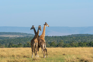 Two Giraffes fighting for a chance of right to mate in the herd inside Masai Mara National Reserve during a wildlife safari