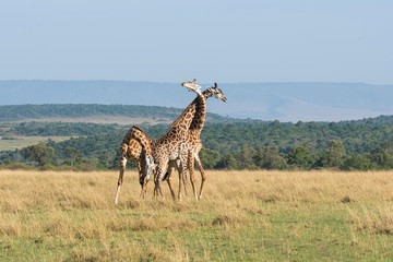 Two Giraffes fighting for a chance of right to mate in the herd inside Masai Mara National Reserve...