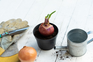 Trowel, hand fork, hoe fork, gardening glove and onion pot plant on wooden background