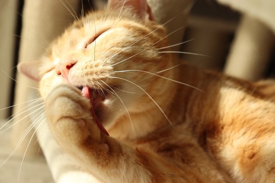 ふわふわ猫の毛繕いアメリカンショートヘアー