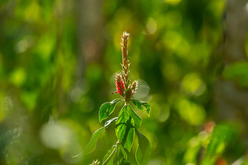 plant with red flower