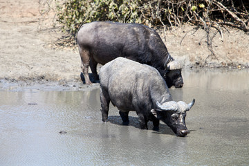 Buffalo in Mana Pools National Park, Zimbabwe