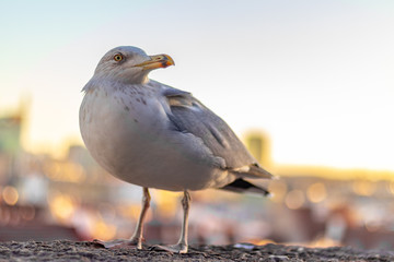 seagull close up.