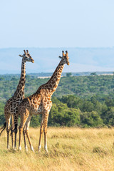 Naklejka na ściany i meble A herd of giraffes walking in the plains of Africa inside Masai Mara National Reserve during a wildlife safari