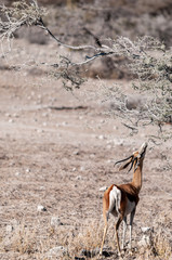 One Impala - Aepyceros melampus- browsing from scrubs in Etosha National Park, Namibia.