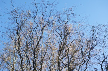 Fototapeta na wymiar branches of a nuts tree