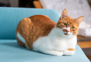 Cute yellow cat on the blue background