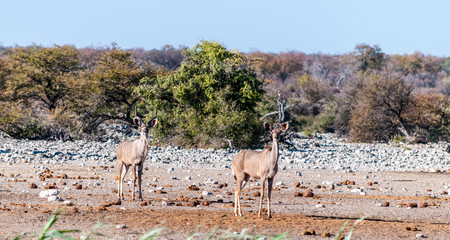 A group of greater kudu -Tragelaphus strepsiceros- Walking nervously around a waterhole in Etosha...