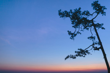 tree in sunset