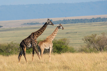A herd of giraffes walking in the plains of Africa inside Masai Mara National Reserve during a wildlife safari