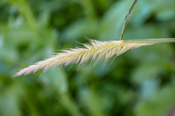 Grass Flower See o beautiful