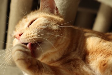 毛繕いするひげキラキラ猫アメリカンショートヘアー