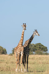 A herd of giraffes walking in the plains of Africa inside Masai Mara National Reserve during a wildlife safari