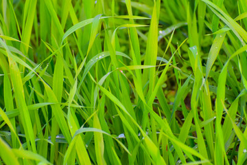 green grass with water drops