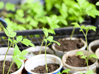 Seedlings of tomato vegetables in glasses. Preparation for trans